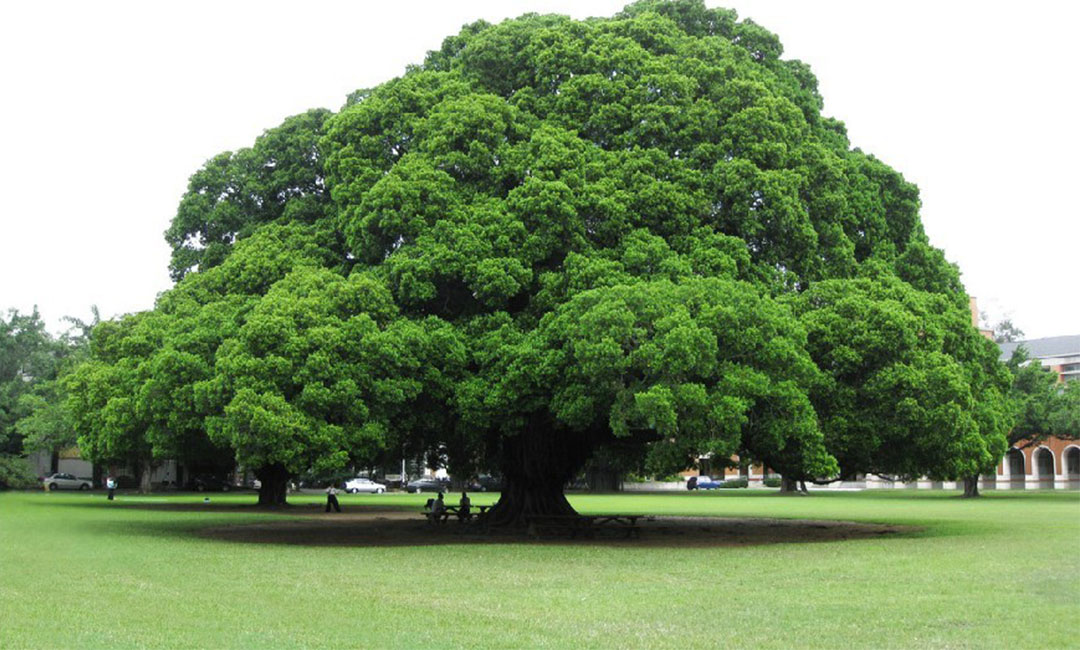 威海金榕树服务号代运营案例